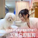 대주사료 애견샵 | 부산 광안리 애견카페 추천, 꼬똥드피피피 분양 가능한 꼬똥 천국 후기