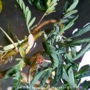 사곡초등학교 이미지