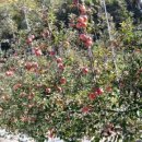 부흥농장 이미지