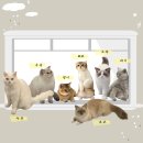 냥이 주택 네이버블로그