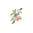 쎄모아 | 프랑스이틀기록•집콕🏠, 오츠커피🍵, 꽃집🌼, 해피아워⏰