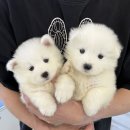 송파미소병원 | 송파 강아지분양, 사모예드 입양 후 느낀 점 (헬스독 후기)