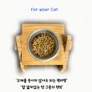 냥이캣