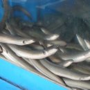 참숯민물장어구이 이미지