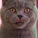 동물병원 공감 이미지