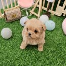 멍토피아 이미지