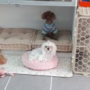 늘안아줄개 이미지