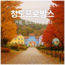 가을여행 | 청도프로방스 가을 여행 후기 단풍 포토존 데이트코스 총정리