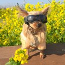 강창학종합경기장-인라인경기장 이미지