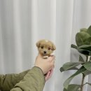 몽냥몽냥 강아지분양 일산점 이미지
