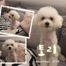 토리펫 이미지