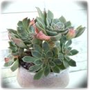 세븐스타 이미지