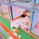 몽이네 맡겨보시개 이미지