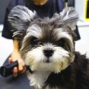 댕댕이미용 이미지