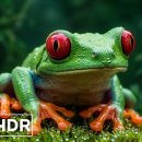 Wildlife in Nature — Stunning Animal World | Ultra HD 4K 이미지
