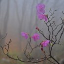 비슬산 참꽃문화제 산행안내 이미지
