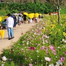 가을 정취 만끽' 밀양 산 외 면 해바라기 축제 9일 개최 이미지