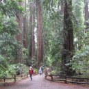 레드우드Redwood