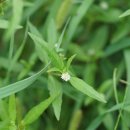 가는잎한련초[Asteraceae (국화과) ＞ Eclipta (한련초속) ＞ alba (가는잎한련초)] 이미지