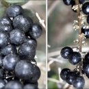 논현1동 주민센터 이미지