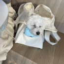 카페미밍코 | [경기/광명] 광명 롯데몰 강아지 운동장이 있는 애견카페 ‘미밍코’