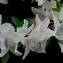 잣나무약수터 이미지