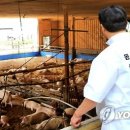 증도축산 이미지