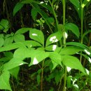 멍삼이네 이미지