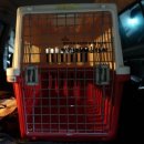 밍밍켄넬 이미지