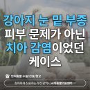 사직동물의료센터 | 사직동동물병원 강아지 치근단 농양 눈 밑 딱지의 진짜 원인 [동래 사직동물의료센터]