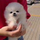 딜라잇독앤캣강아지고양이분양시흥 | 시흥강아지분양 정말 성공한 후기 이거 꼭 보세요