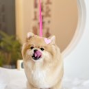 댕하임 네이버블로그