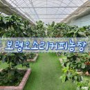 김국환농장 | [보령 성주]보령오소리커피농장 (나도 파파야 나무가 갖고 싶어)