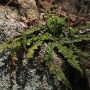 고사리곡 이미지