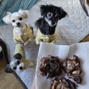 멍멍쩝쩝 이미지