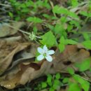 노천리2_소교량_211 | 홍천 공작산.공작현(공작고개)- 공작산 코스 소요시간