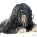 황제라사 이미지