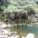 천제연 담팔수나무 이미지