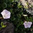 애월한담해안산책로 이미지