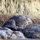 스트로마톨라이트 이미지