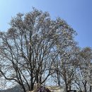 [옥정]스마트폰 인생 사진찍기 | 담양 밀크레페 목련꽃 감성 가득한 방문 후기 (+현재 개화상태, 2026.04.02 기준)
