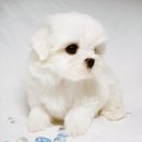 이쁜강아지 이미지