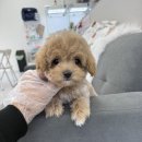 이소퍼피 강아지 남양주점 | 남양주강아지분양 크림파티말티푸 퍼피플라워 하남점에서 선택한 진짜 이유