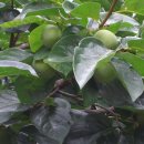 종합청사 이미지