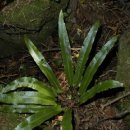 선흘리 백서향 및 변산일엽군락 이미지