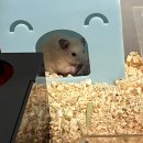 봄꽃햄스터 이미지