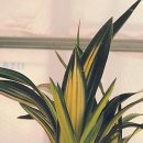 한국춘란 전시회 이미지