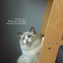 랙돌하우스 이미지