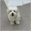 사계절, 멍 이미지