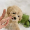 베베-멍 이미지